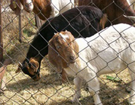 Modimolle Goats